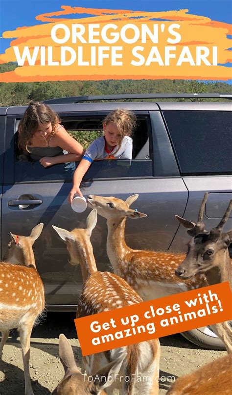 Wildlife safari oregon - Nov 24, 2023 · About Wildlife Images With over 100 animal ambassadors, and over 1,200 sick, injured, and orphaned animals brought to our center each year - every dollar counts. We rely solely on people like yourself to support the work we do. 